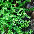 Selaginella helvetica (widliczka szwajcarska)