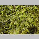 Thuidium tamariscinum (tujowiec tamaryszkowaty)