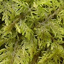 Thuidium (tujowiec)
