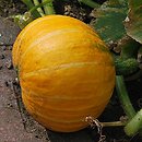 Cucurbita (dynia)