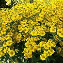 astrowate (Asteraceae) byliny w ogrodzie