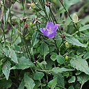 Campanula rainerii
