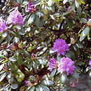 Rhododendron hort. Grupa '2a Catawbiense'