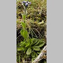 Veronica bellidioides (przetacznik stokrotkowy)