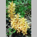 Orobanche lucorum (zaraza berberysowa)
