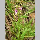 Pedicularis sudetica (gnidosz sudecki)