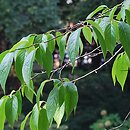 Eucommia ulmoides (eukomia wiązowata)