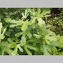 Ficus carica (figowiec właściwy)