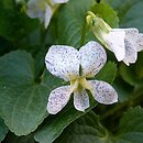 Viola sororia Freckles