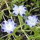 Nemophila maculata (porcelanka plamista)