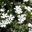 Phlox nivalis (floks śnieżny)