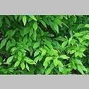 Forestiera neomexicana