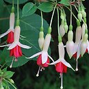 Fuchsia La Perle