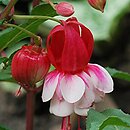 Fuchsia Prosperity