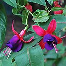 Fuchsia Royal Puple