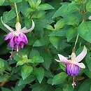 Fuchsia Schoone Helena