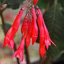 Fuchsia Thalia