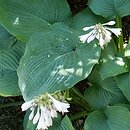 Hosta Grupa 'Sieboldiana - Elegans - H. glauca'