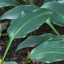Hosta Tardiflora