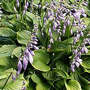 Hosta ventricosa (funkia rozdęta)