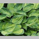 Hosta Aoki Variegata