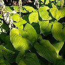 Hosta August Moon