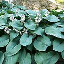 Hosta Blue Angel