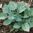 Hosta Blue Moon