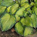 Hosta Bright Lights
