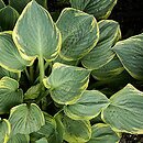 Hosta Crusader