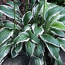 Hosta Ginko Craig