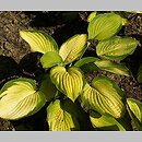 Hosta Gold Standard