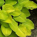 Hosta Golden Scepter