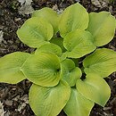 Hosta Golden Waffles