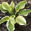 Hosta Ground Master