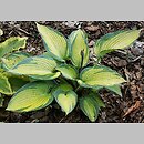 Hosta June