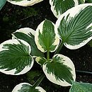 Hosta Minuteman
