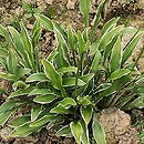 Hosta Moegi Fukurin Otome