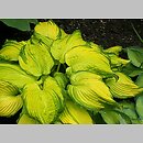 Hosta On Stage