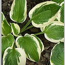 Hosta Patriot