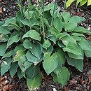 Hosta Pearl Lake