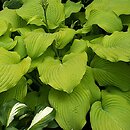 Hosta Piedmont Gold