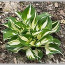 Hosta Reversed