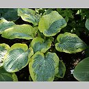 Hosta Samurai