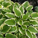 Hosta Shade Fanfare