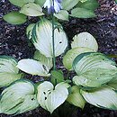Hosta Sheila West