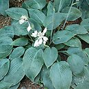 Hosta Silvery Slugproof