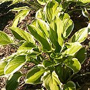 Hosta So Sweet