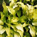 Hosta Sun Power
