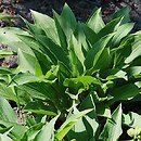 Hosta gracillima (funkia najdrobniejsza)